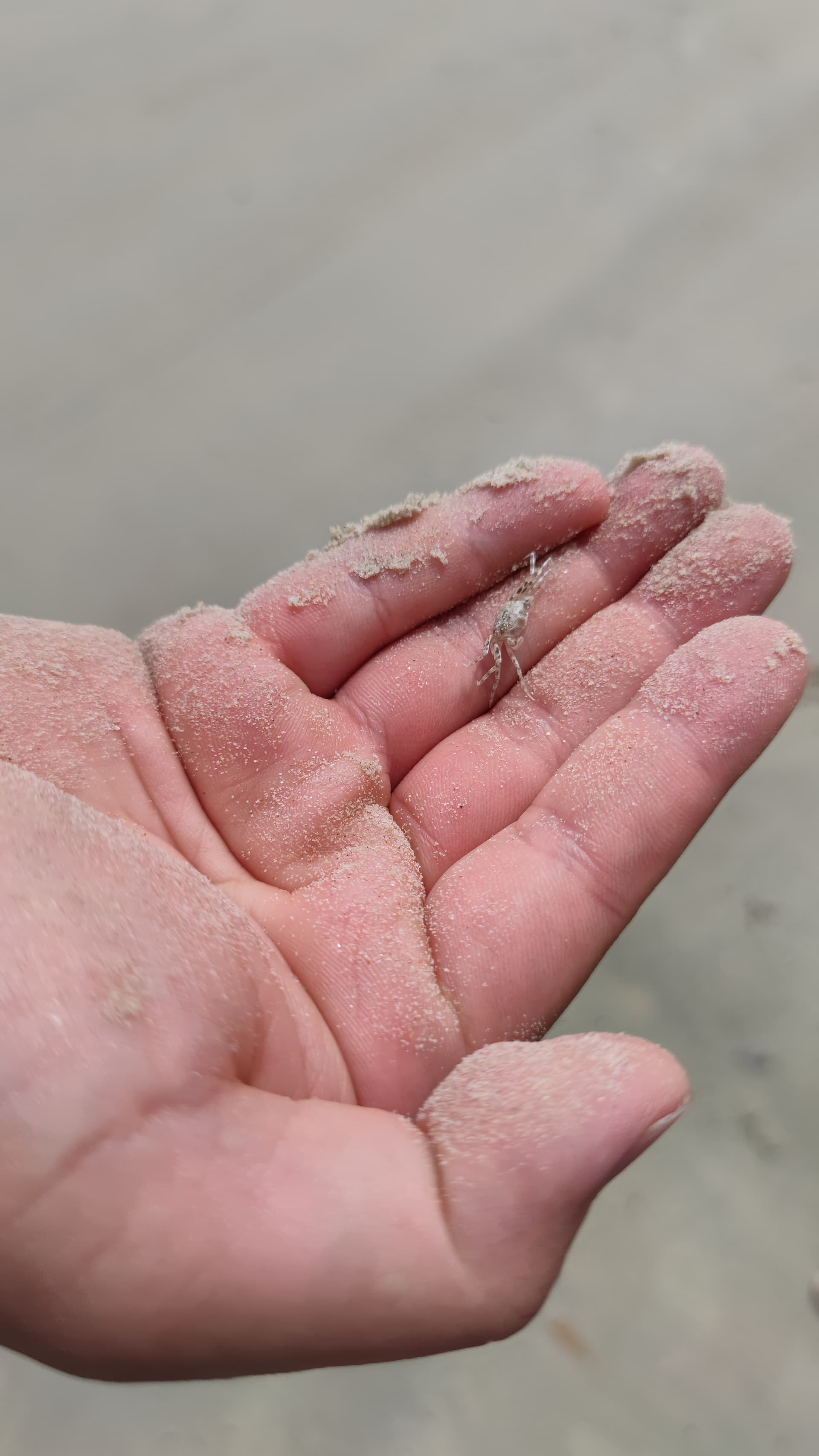 a tiny crab